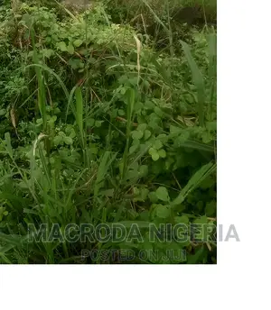 100 Plots of Land at Uvuru Mbaise, Near Adapalm Imo State
