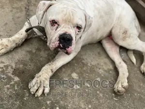 1+ year Male Purebred American Bulldog