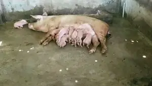 Grower Pig and Slaughter