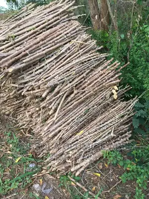 Improved Cassava Stem