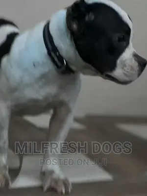 1-3 months Male Purebred American Bully