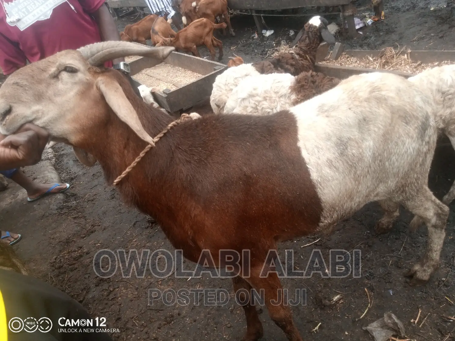 Affordable Rams Sheeps and Goat