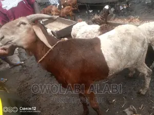 Affordable Rams Sheeps and Goat