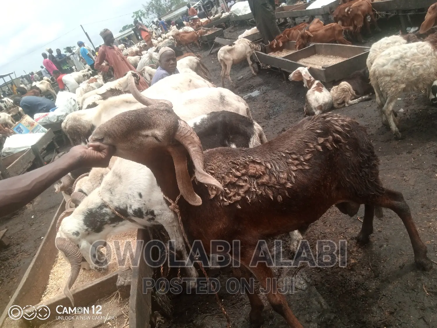 Affordable Rams Sheeps and Goat