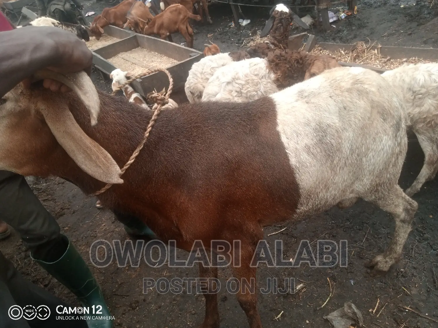Affordable Rams Sheeps and Goat