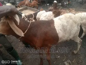 Affordable Rams Sheeps and Goat