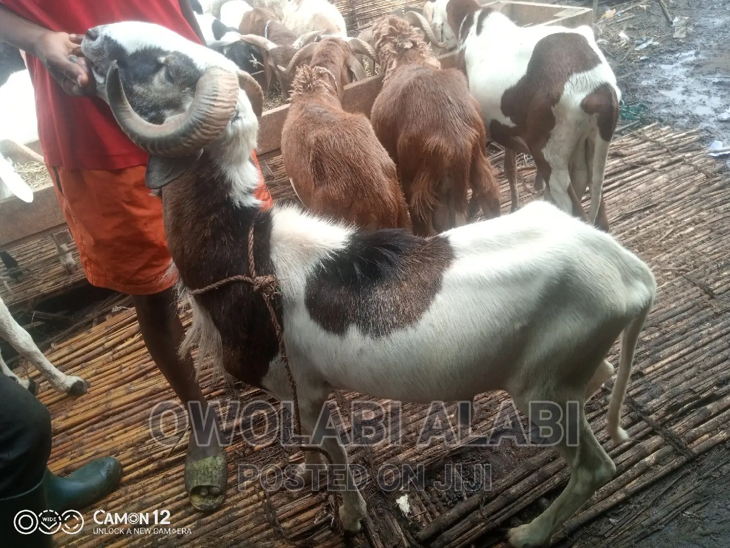 Affordable Rams Sheeps and Goat