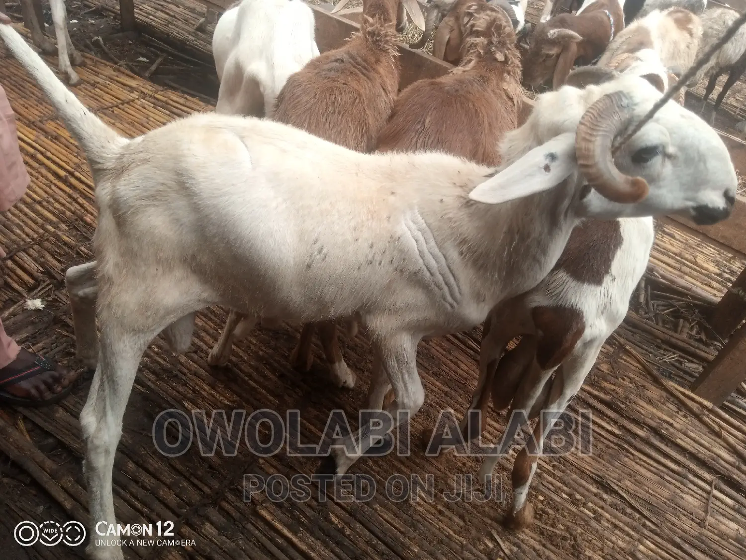 Affordable Rams Sheeps and Goat