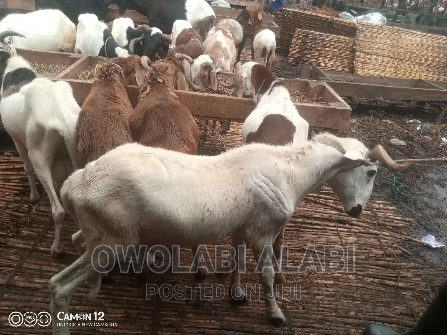 Affordable Rams Sheeps and Goat