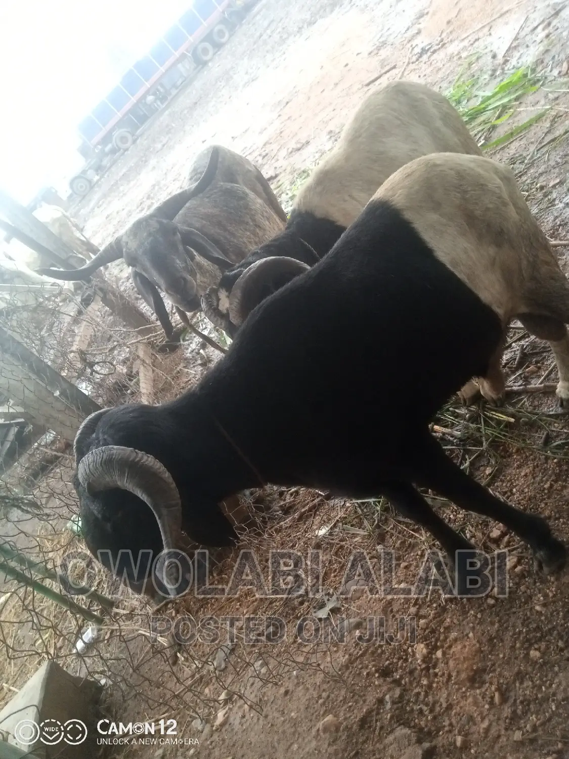 Affordable Rams Sheeps and Goat