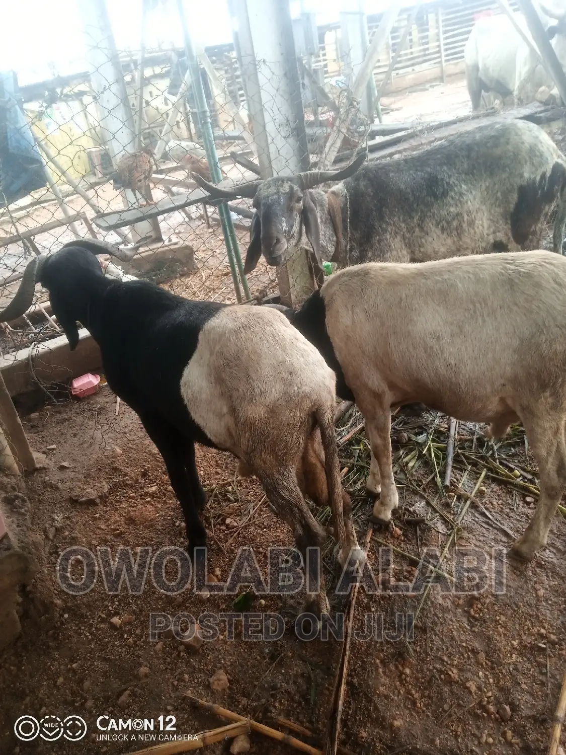 Affordable Rams Sheeps and Goat
