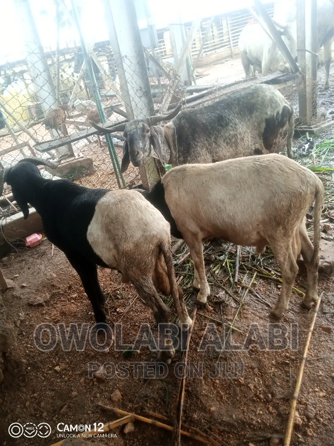 Affordable Rams Sheeps and Goat
