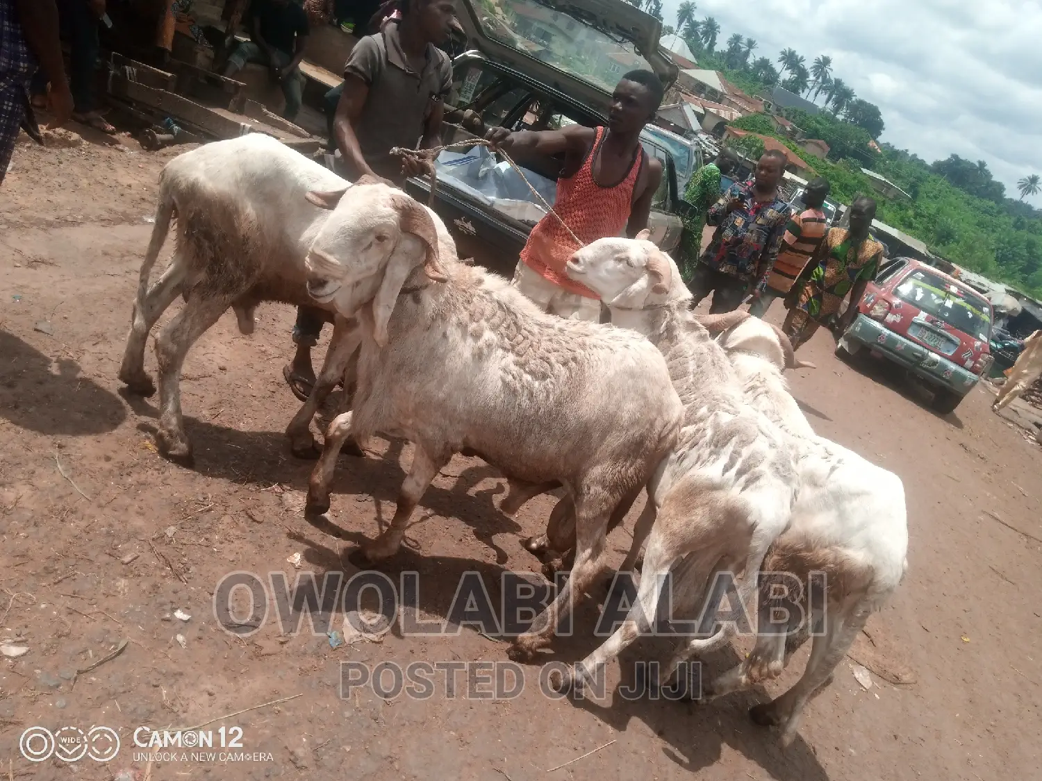 Affordable Rams Sheeps and Goat