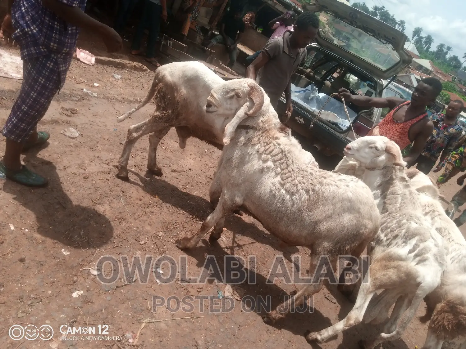 Affordable Rams Sheeps and Goat