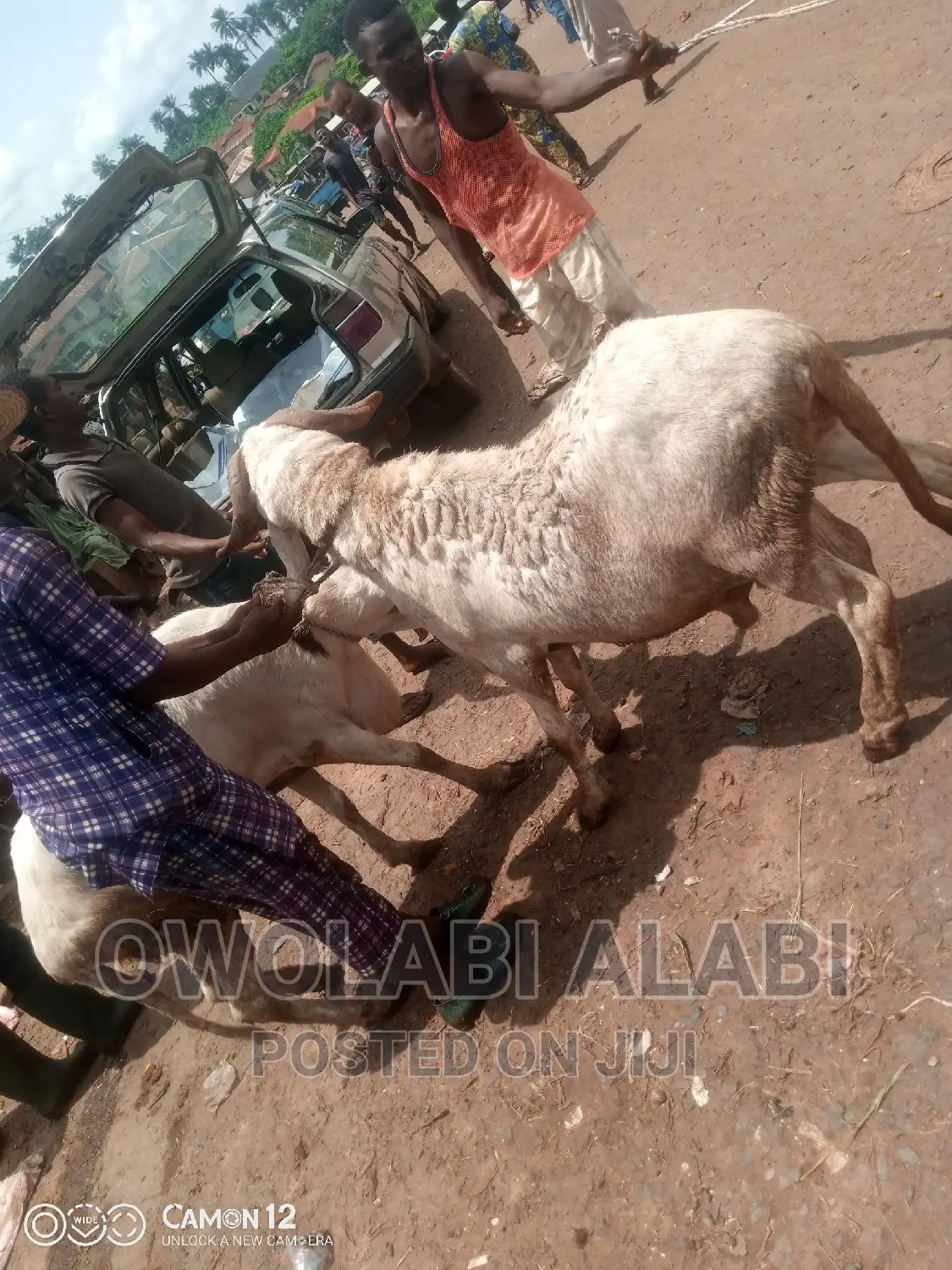 Affordable Rams Sheeps and Goat