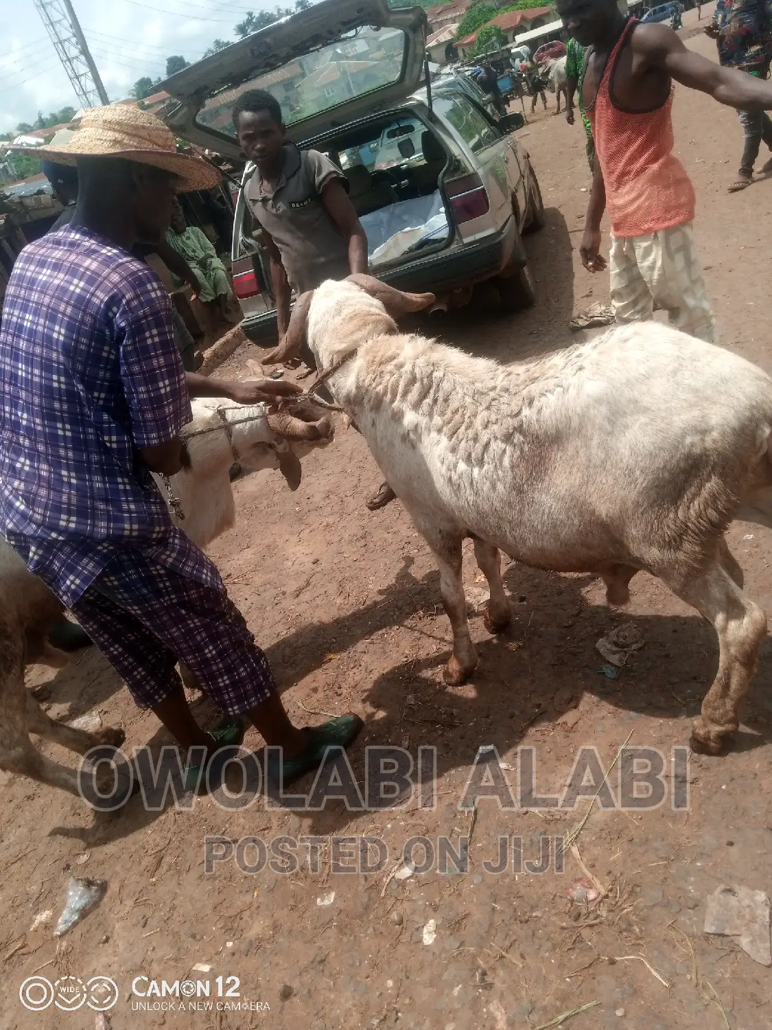 Affordable Rams Sheeps and Goat