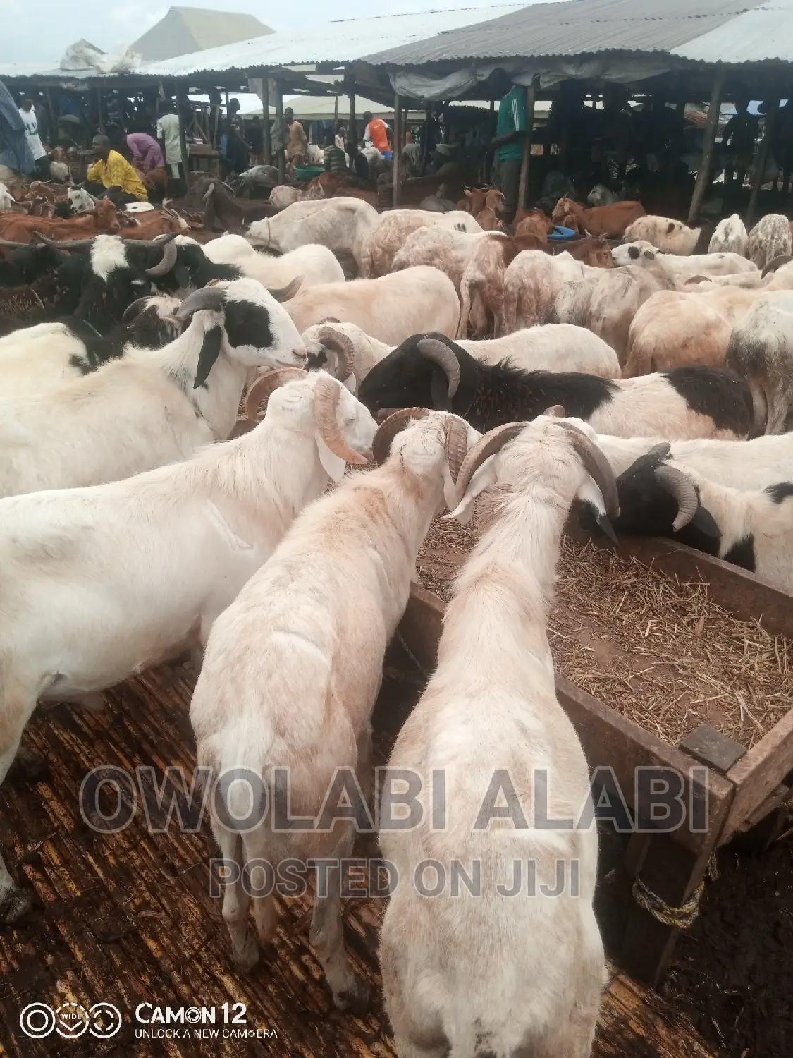 Affordable Rams Sheeps and Goat
