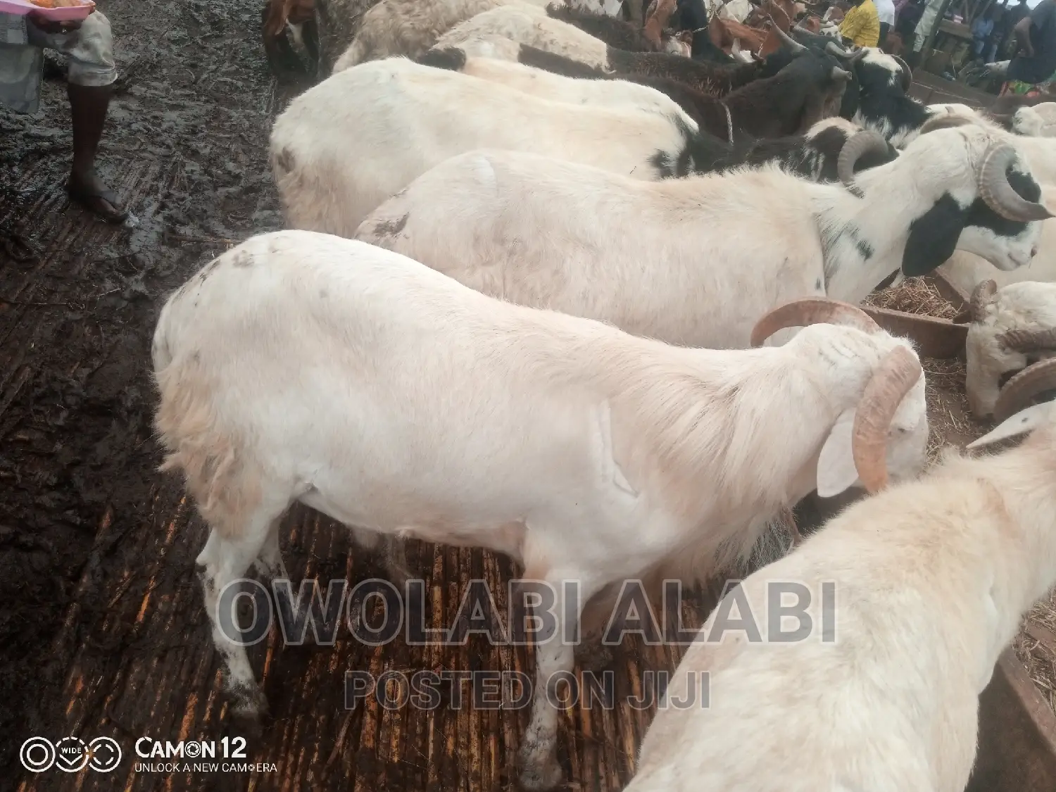 Affordable Rams Sheeps and Goat