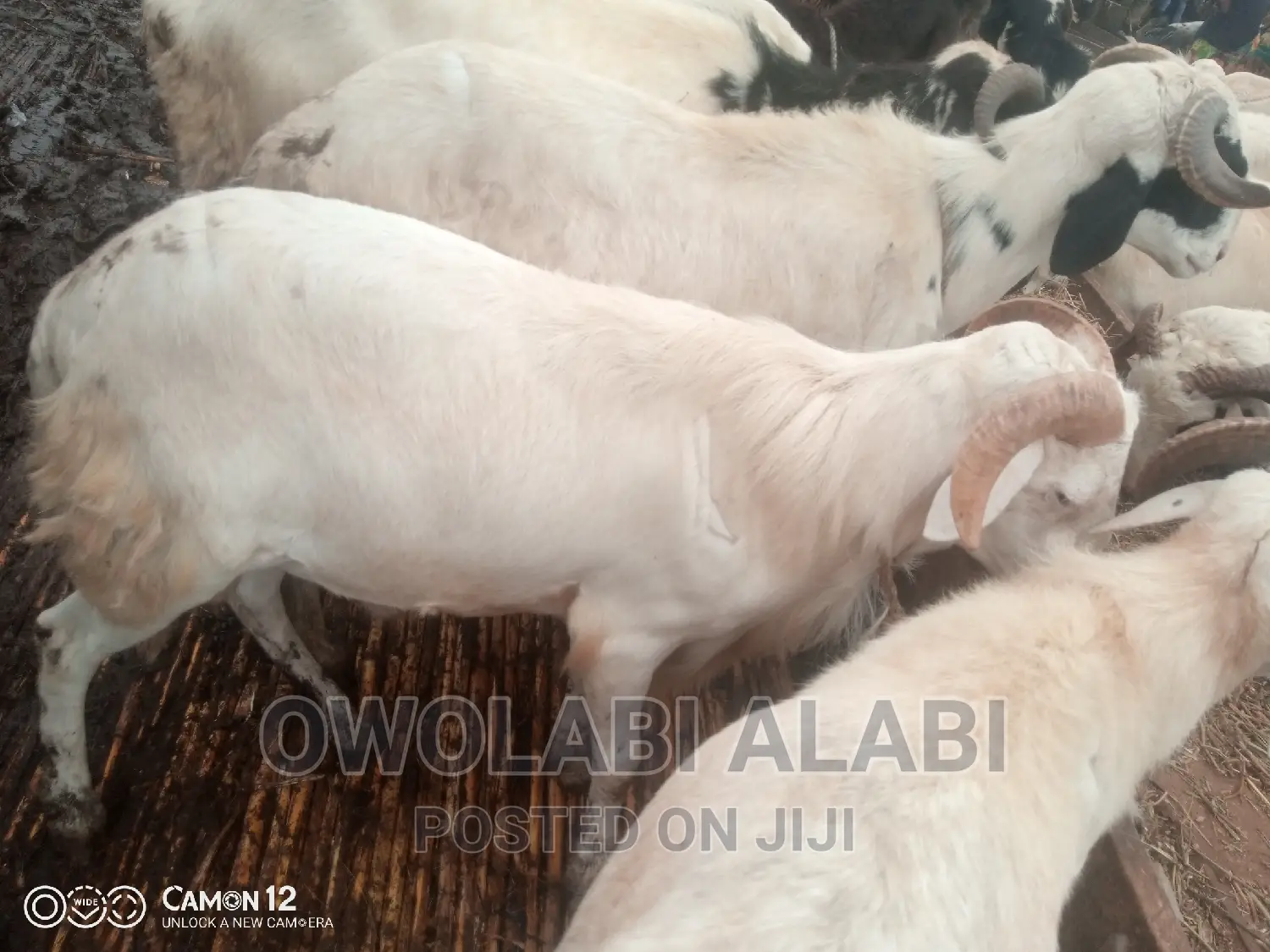 Affordable Rams Sheeps and Goat