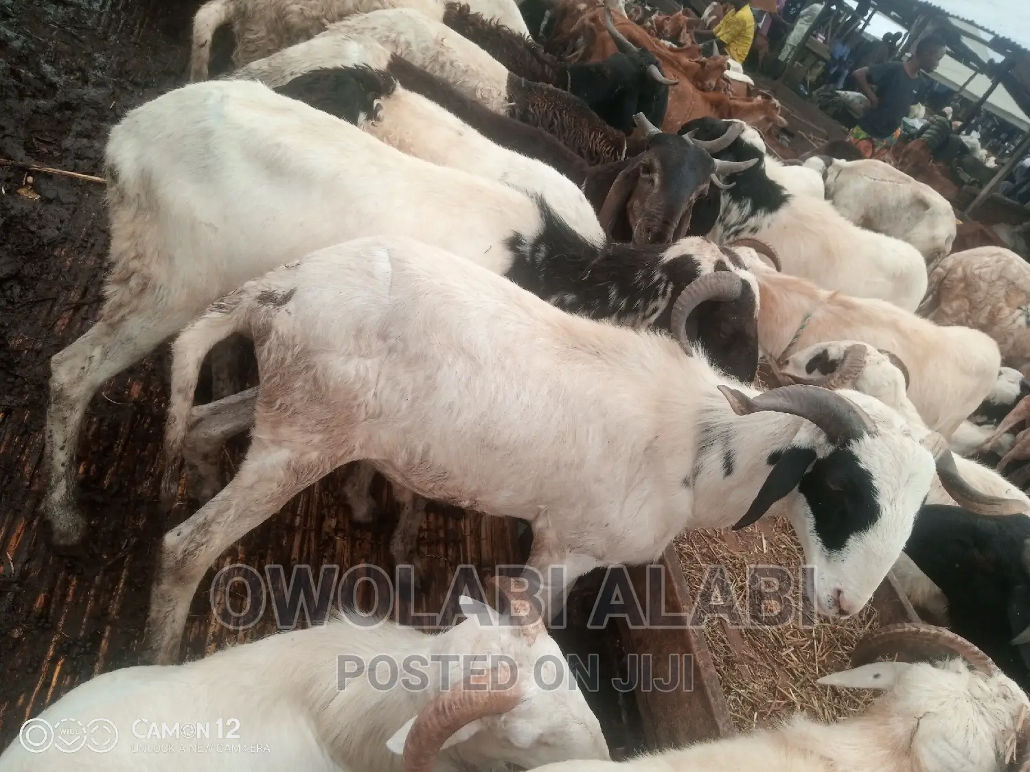 Affordable Rams Sheeps and Goat