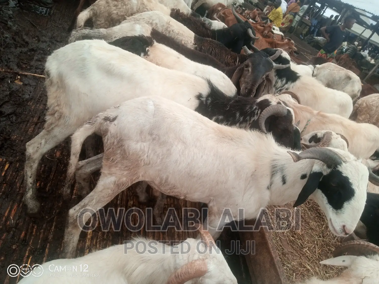 Affordable Rams Sheeps and Goat