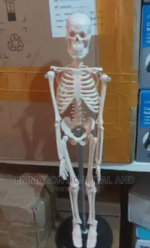 Adult Skeleton