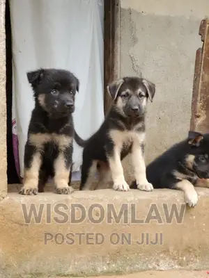 1-3 months Female Purebred German Shepherd