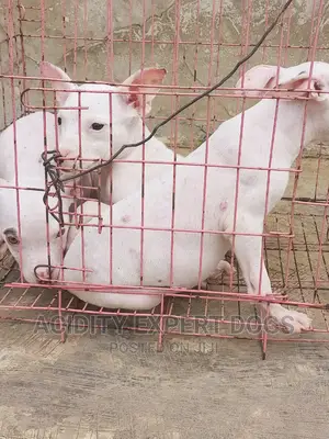 1-3 months Female Purebred American Pit Bull Terrier