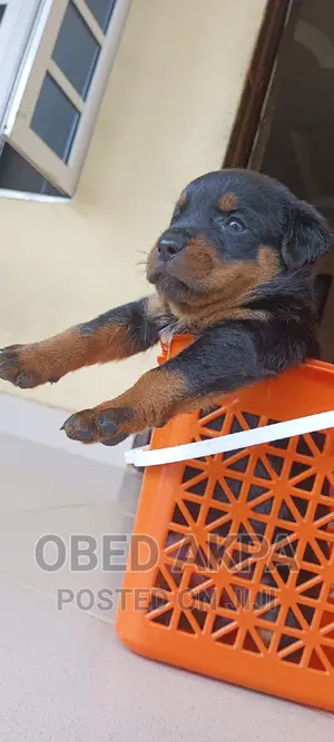 1-3 months Female Purebred Rottweiler