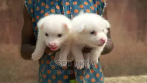 1-3 months Female Purebred American Eskimo
