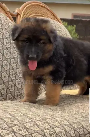 1-3 months Female Purebred German Shepherd