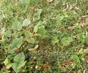 Land Measuring 850sqm With Demolishable Property