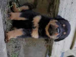 1-3 months Female Purebred Rottweiler