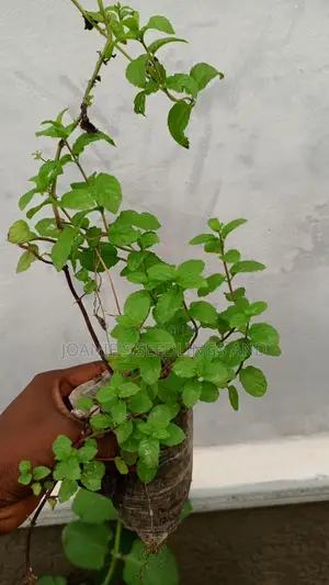 Herb Seedlings