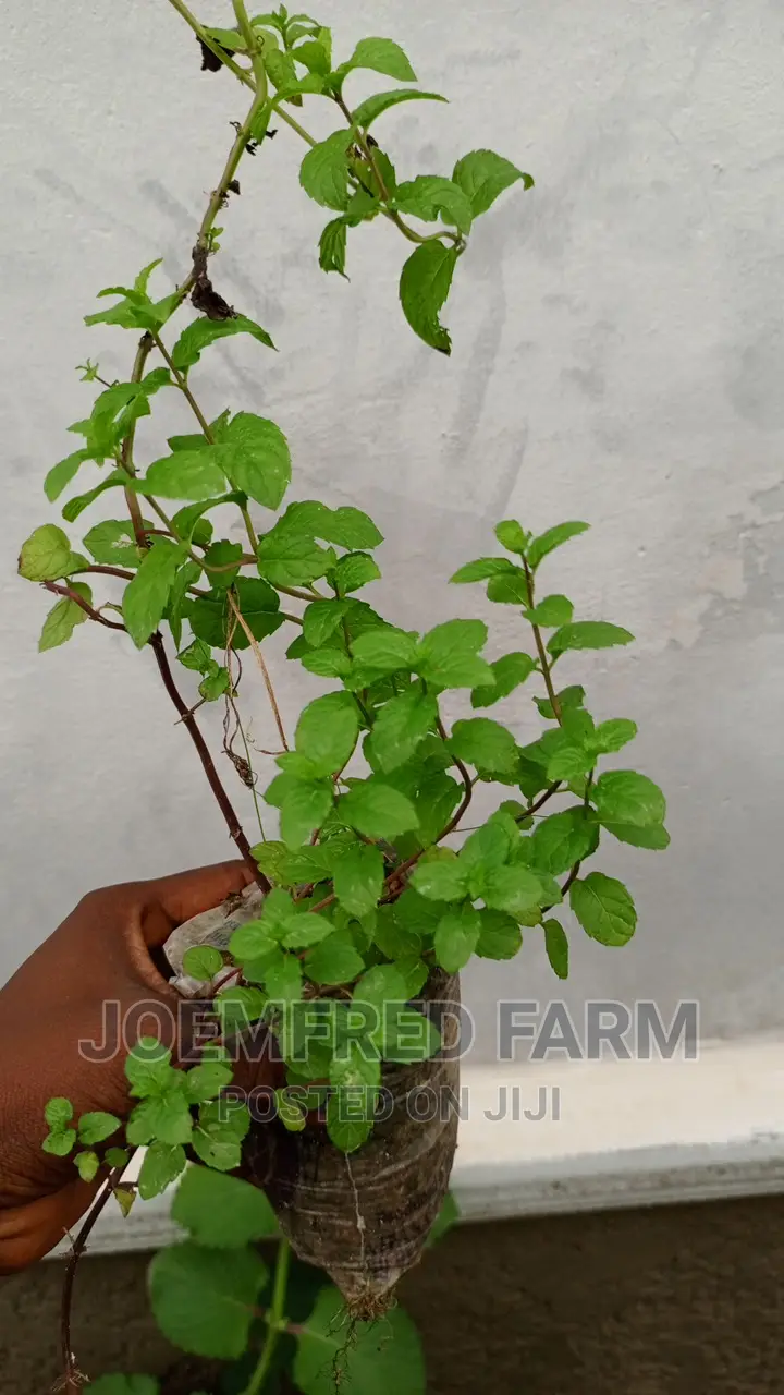 Herb Seedlings