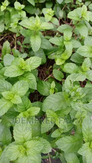 Herb Seedlings