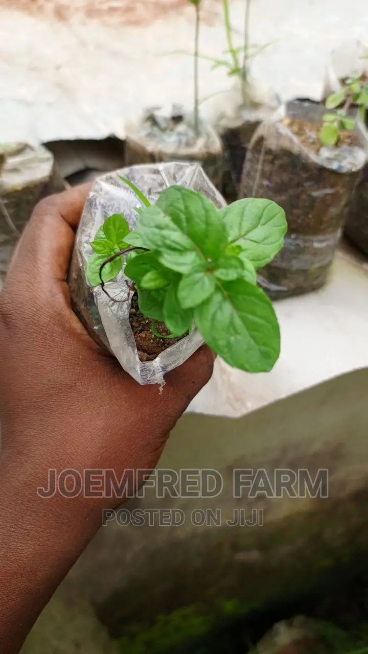 Herb Seedlings