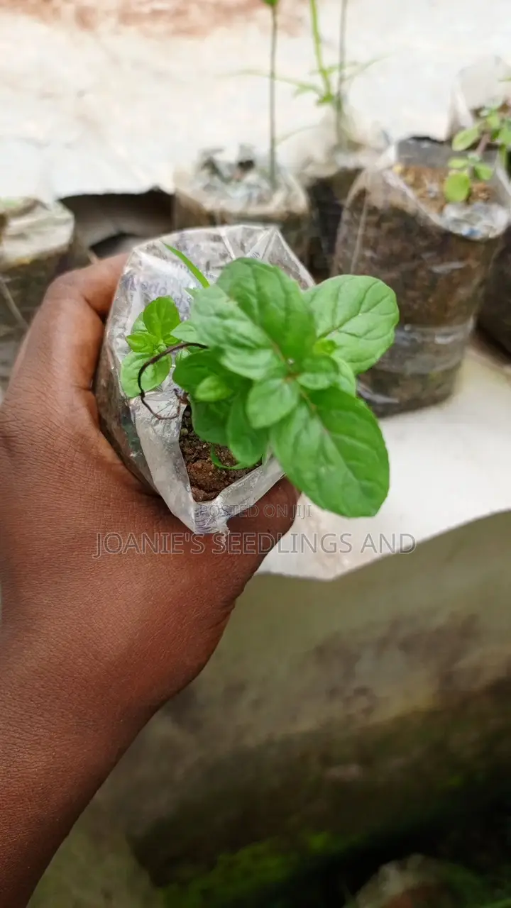 Herb Seedlings