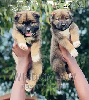 1-3 months Female Purebred Caucasian Shepherd