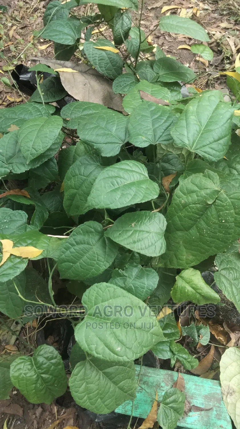 Walnut Seedlings