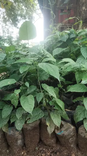 Walnut Seedlings