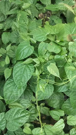 Walnut Seedlings