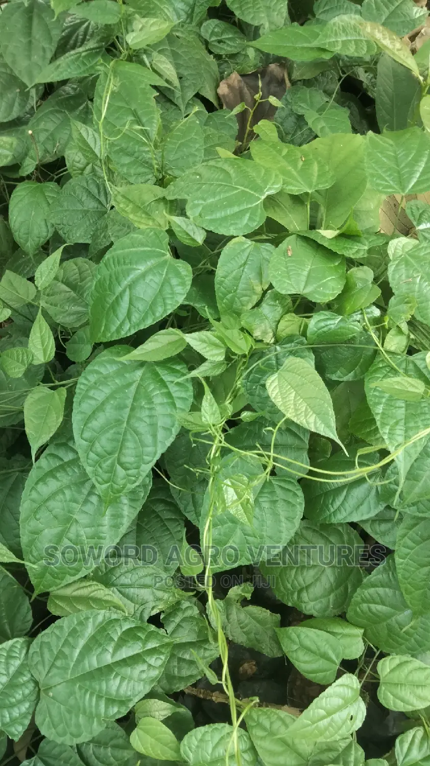 Walnut Seedlings