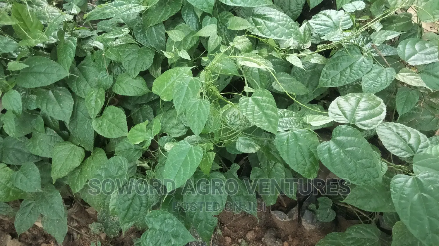 Walnut Seedlings