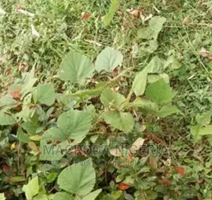For Sale Authentic Waterfront Shoreline Sale:1200sqm