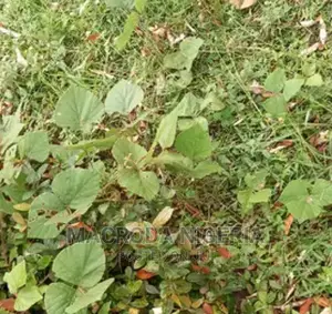 5 Acres Waterfront Inside an Estate, Apapa