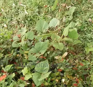 4,000 SQM Waterfront in Apapa_