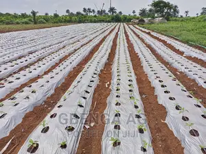 Photo - Farmland for Sale at Siun Ogun State