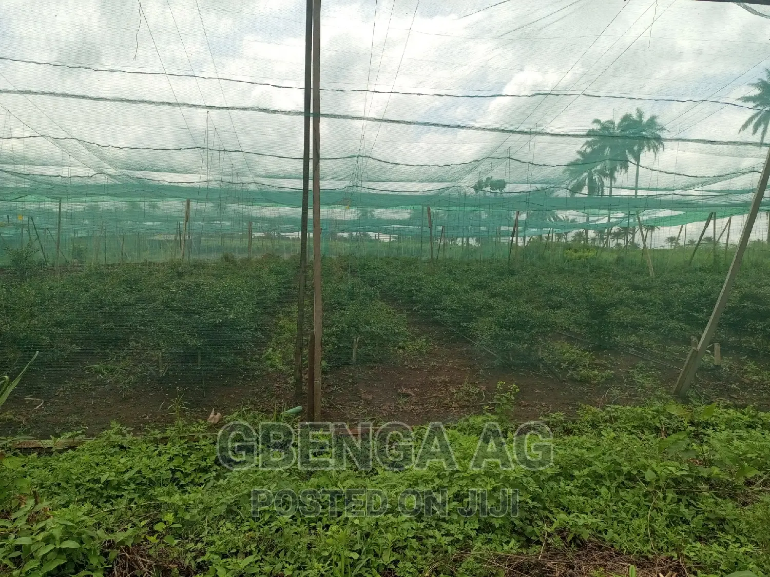 Farmland for Sale at Siun Ogun State