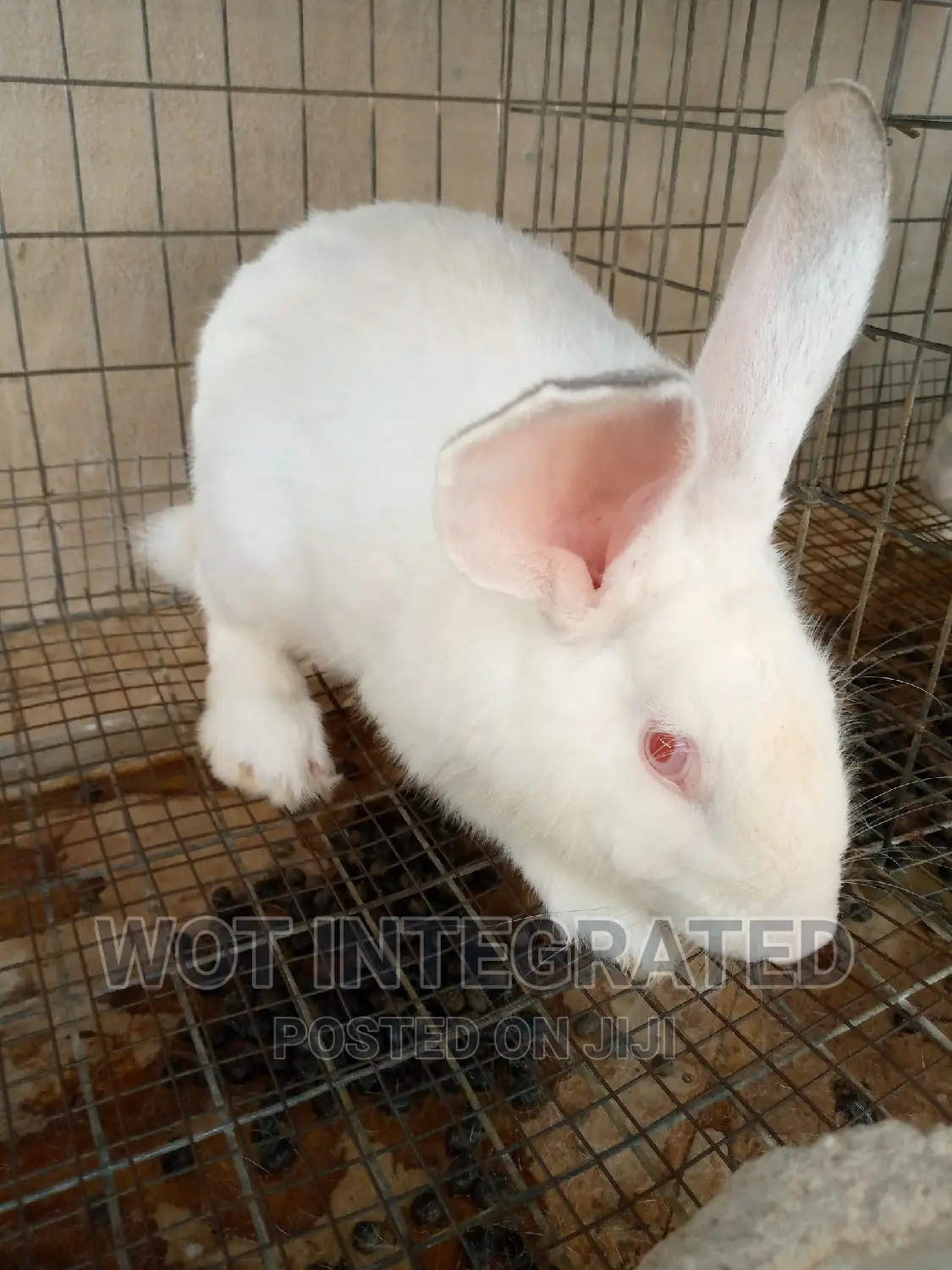 Good Quality Rabbits